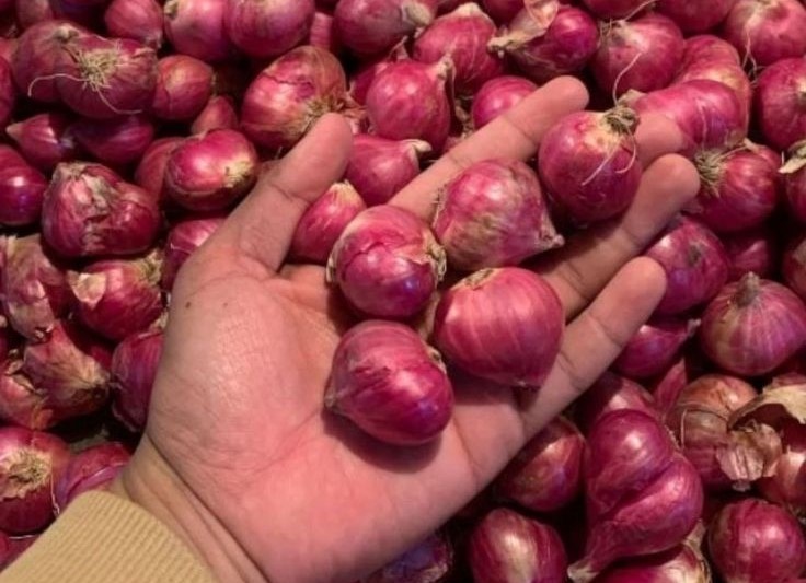 PEMILAHAN: Seorang pedagang di Pasar Sayur Kota Batu membersihkan daun dari bawang merah Jumat lalu (18/7)