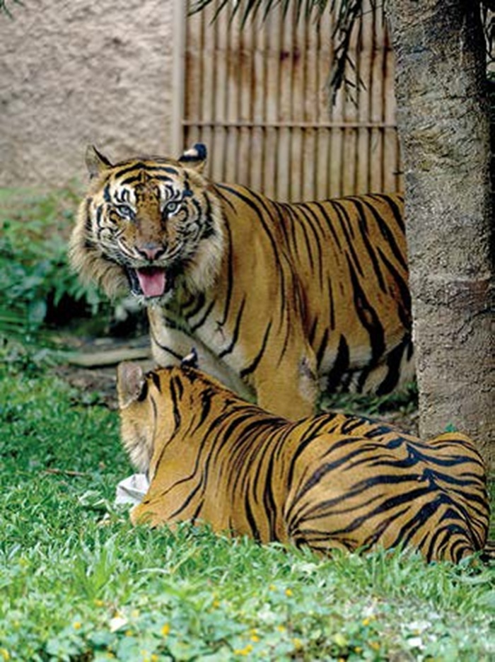 EKSOTIS: Harimau jantan bernama Bayu dan Tole tampak menawan di exhibitnya di Batu Secret Zoo, Jawa Timur Park 2 beberapa waktu lalu.