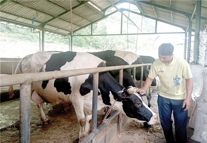 SAPI BERJAJAR: Salah satu kandang komunal sapi perah di Dusun Brau, Desa Gunungsari, Kecamatan Bumiaji kemarin (30/7).   