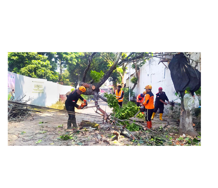 AKAR LAPUK: Personel BPBD Kota Batu dibantu petugas lainnya mengevakuasi pohon tumbang di Jalan Ikhwan Hadi, Kelurahan Ngaglik, Kecamatan Batu, kemarin siang (6/8).