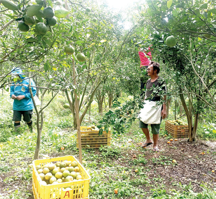 PANEN: Petani di Kecamatan Junrejo memanen jeruk di kebunnya beberapa hari lalu.