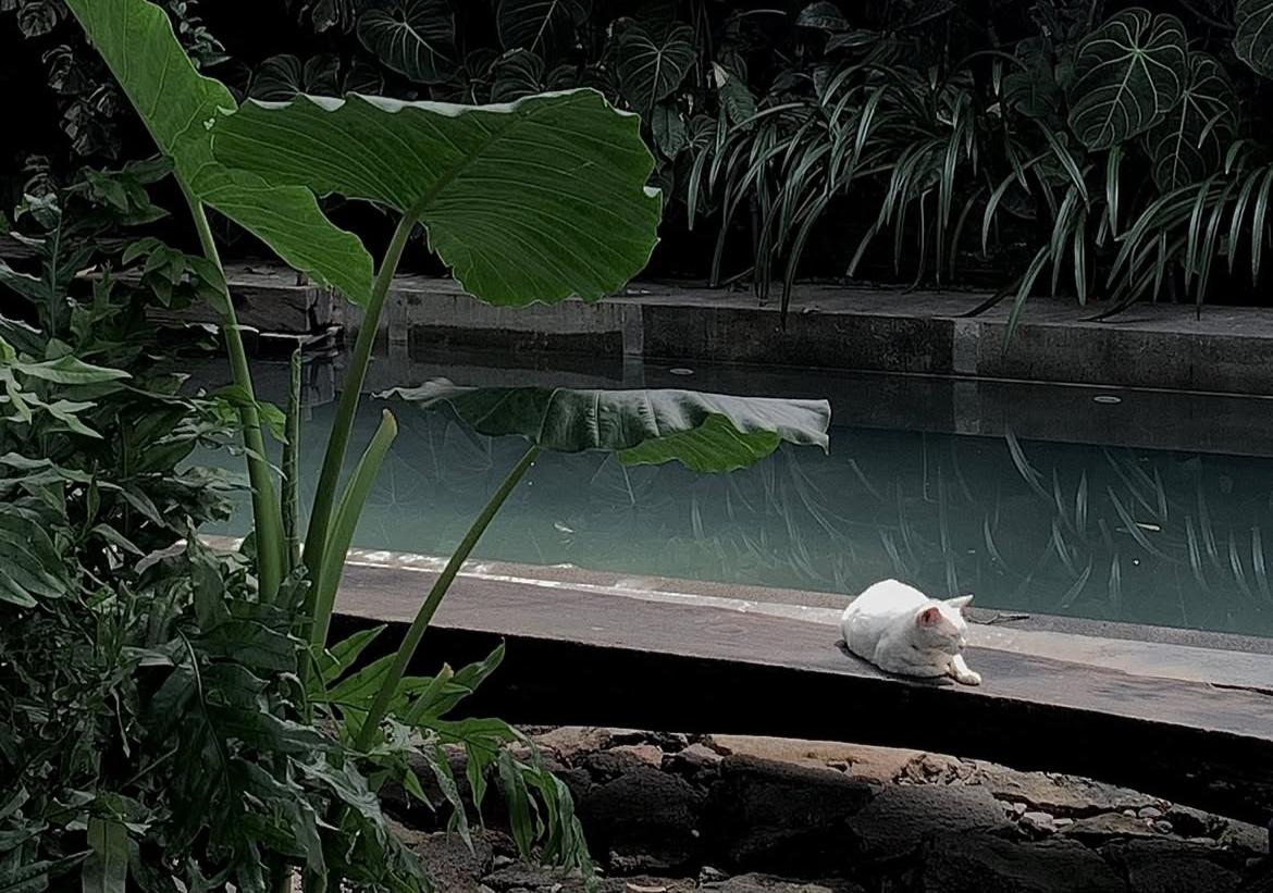Salah Satu Spot Foto Terbaik di Kafe Gartenhaus