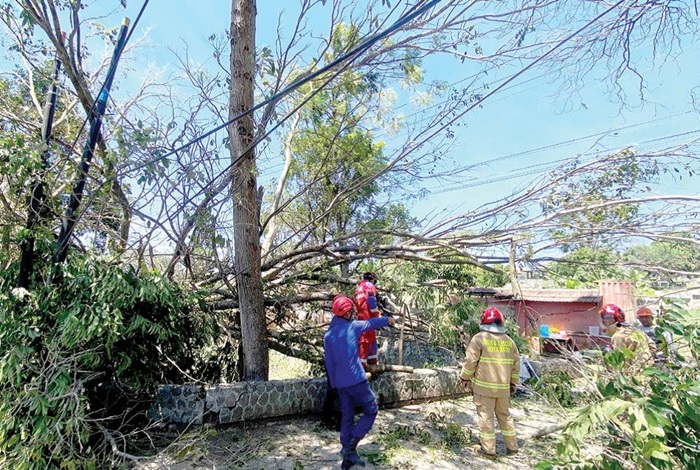 PROSES EVAKUASI: Pohon tumbang di Jalan Patimura, Kelurahan Temas, Kecamatan Batu dilakukan pemotongan kemarin (2/9).