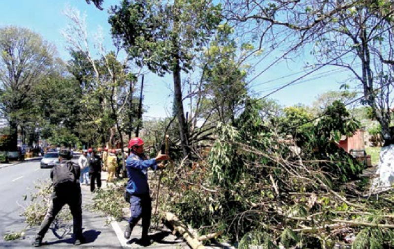 PROSES EVAKUASI: Tim BPBD dan Dinas Damkarmat Kota Batu membersihkan area pohon tumbang di Jalan Patimura, Kelurahan Temas beberapa waktu lalu