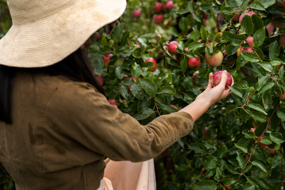 SERU: Wisata petik buah, di mana pengunjung bisa merasakan langsung sensasi memanen buah segar dari kebunnya.