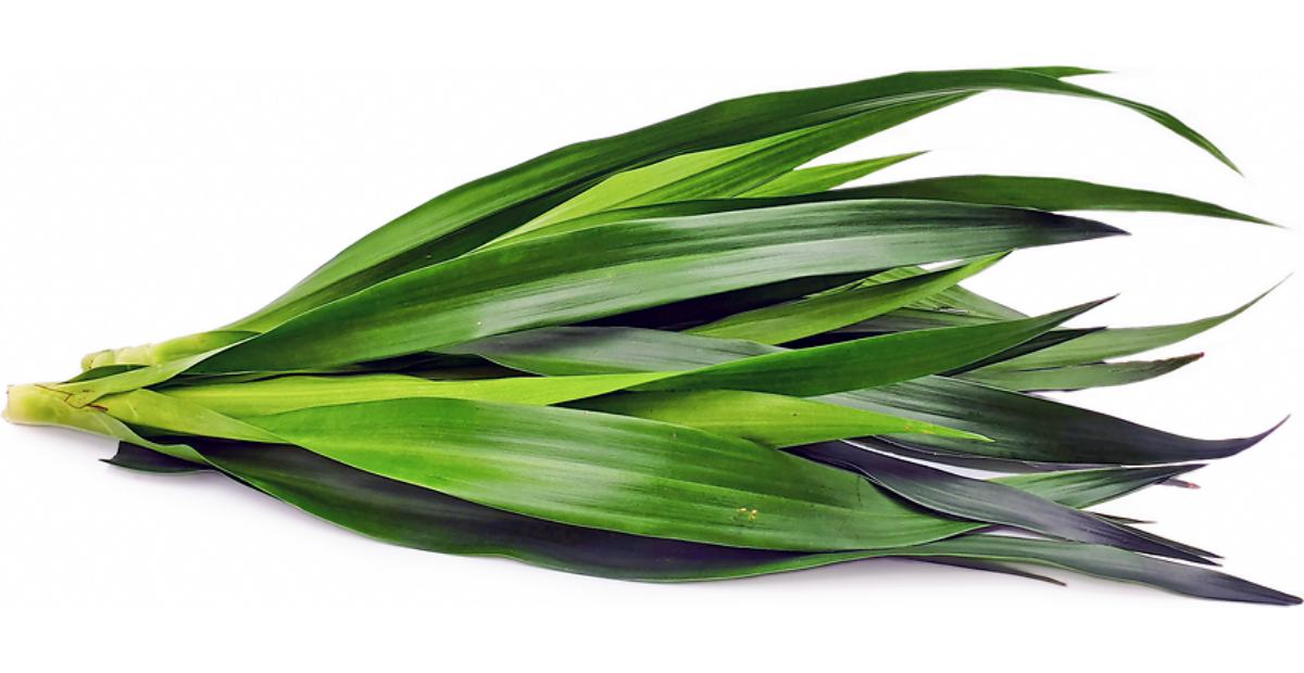 SEGUDANG MANFAAT: Daun suji (Dracaena angustifolia [Medik.] Roxb.) sejak lama dikenal oleh masyarakat Indonesia sebagai pewarna hijau alami dalam makanan.