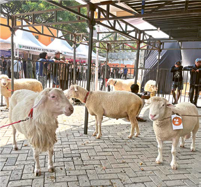DINILAI: Kambing yang mengikuti kontes dilakukan unjuk pesona memperebutkan piala Wali Kota Batu kemarin (25/9).