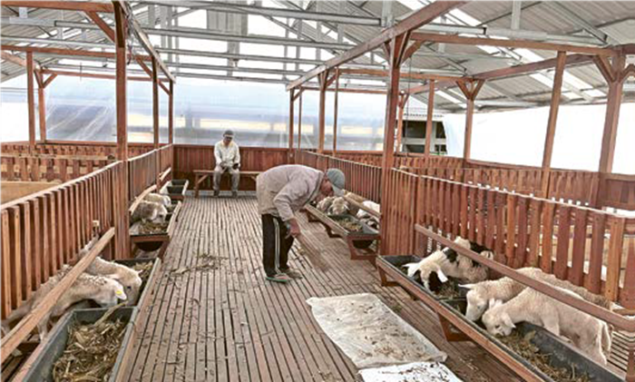DIRAWAT: Seorang peternak membersihkan kandang komunal domba dan kambing di Desa Sumbergondo beberapa waktu lalu.