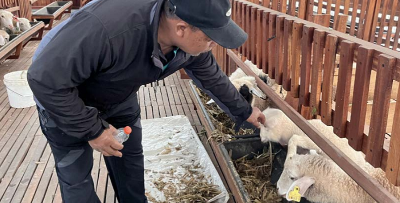 SEHAT: Kambing milik peternak mengikuti perlombaan di area parkir Kantor KONI Kota Batu beberapa waktu lalu
