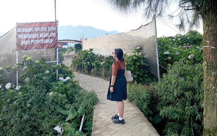 DITUTUP: Wisata Kebun Bunga Hortensia tampak sepi setelah operasionalnya ditutup sejak 12 September lalu. Banyak pengunjung yang akhirnya putar balik.