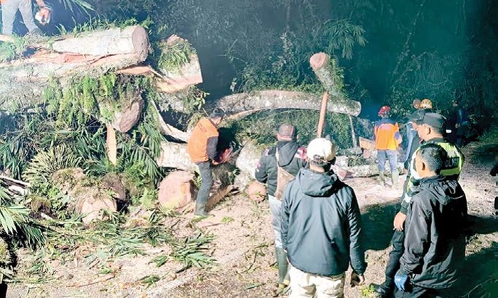PROSES EVAKUASI: Tim BPBD Kota Batu membersihkan area pohon tumbang di Jalan Raya Cangar, Desa Sumberbrantas, Kecamatan Bumiaji pada Minggu dini hari (5/10).