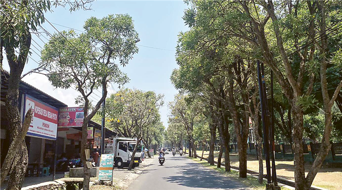 PENGARUH CUACA: Pohon tabebuya di sepanjang Jalan Ksatrian Pusdik Arhanud, Desa Pendem, Kecamatan Junrejo tak berbunga kemarin (7/10).