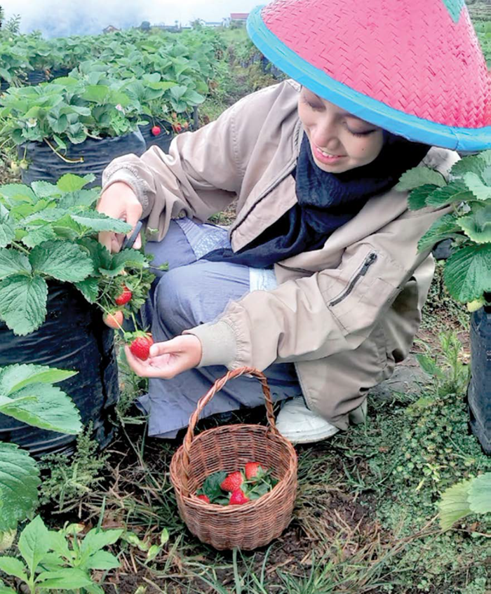 SEGAR: Seorang wisatawan memetik buah di wisata petik stroberi Desa Tulungrejo, Kecamatan Bumiaji beberapa waktu lalu.
