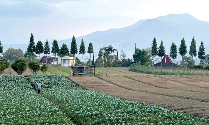 MENYIRAM TANAMAN: Petani di Desa Tulungrejo, Kecamatan Bumiaji telaten merawat lahannya beberapa waktu lalu.