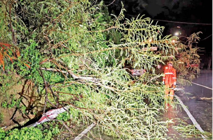 TUMBANG: Tim BPBD Kota Batu melakukan proses evakuasi pohon tumbang di Jalan Trunojoyo, Kelurahan Songgokerto, Kecamatan Batu pada Kamis malam lalu (13/11).