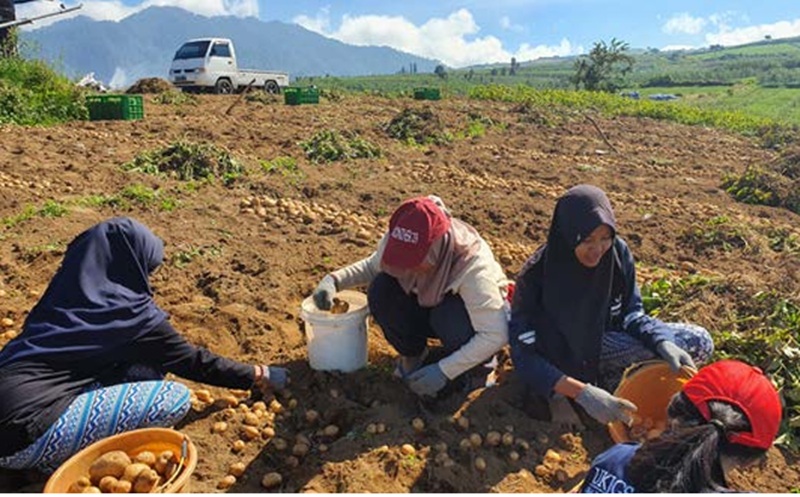 PENEN BESAR: Sejumlah petani penggarap lahan kentang bersyukur menerima banyak ilmu pertanian dari binaan BI Malang, karena terbukti ampuh meningkatkan perekonomian mereka sebagai petani sayuran.