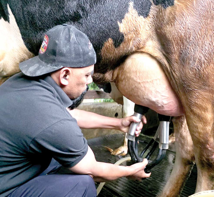 DIPERAH: Peternak sapi di Dusun Brau, Desa Gunungsari, Kecamatan Bumiaji memerah susu dengan alat beberapa waktu lalu.