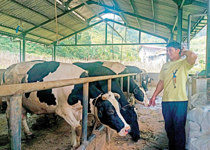 BERAKTIVITAS: Salah seorang peternak di Dusun Brau, Desa Gunungsari, Kecamatan Bumiaji mengecek sapi di kandang komunal beberapa waktu lalu.