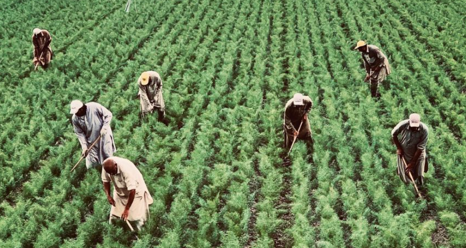 Ilustrasi Good Agricultural Practices