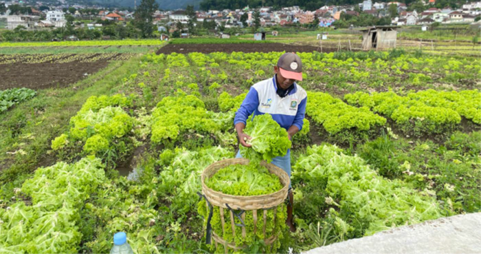 HARGA ANJLOK: Petani memanen selada keriting di lahan Desa Sumberejo, Kecamatan Batu kemarin (18/1).