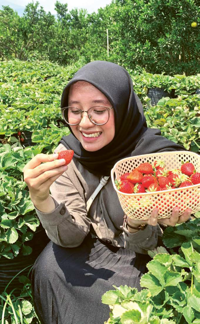MERAH SEGAR: Seorang pengunjung menunjukkan hasil petik stroberi di salah satu agrowisata di Desa Tulungrejo, Kecamatan Bumiaji beberapa waktu lalu.