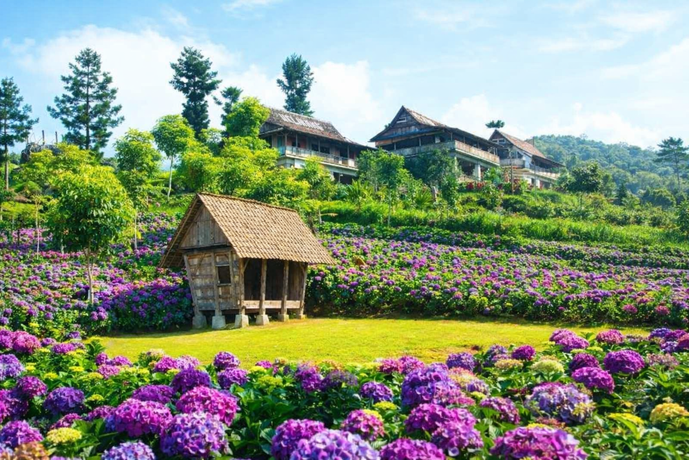 ASRI DAN SEGAR: Pemandangan kebun bunga hortensia di Kota Batu seluas 1 hektare. (Instagram: disparta_batu)