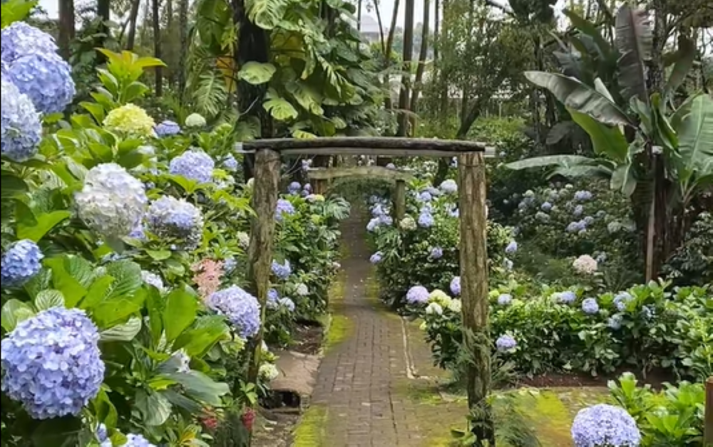 SURGA TERSEMBUNYI: Coban Talun menyimpan destinasi wisata unik yang jarang dikunjungi wisatawan yaitu Taman Bunga Hydrangea yang mekar dengan warna-warna cantik. (Tiktok: chorichoco)