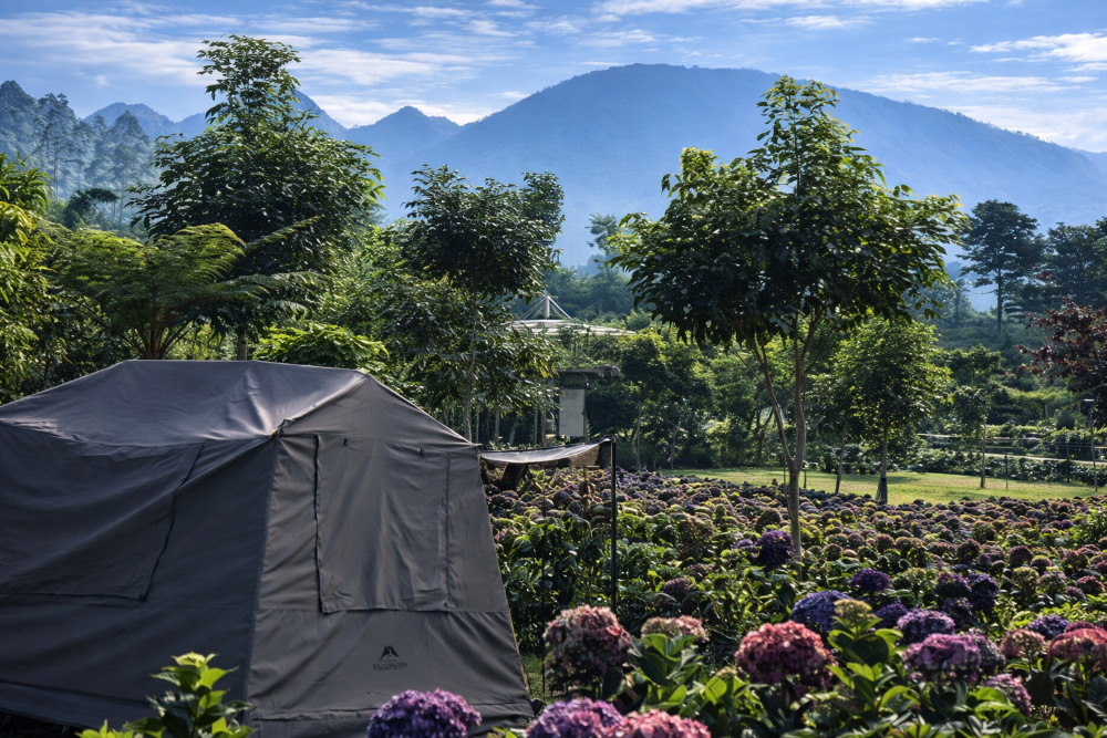 CAMPING: Rasakan sensasi glamping bak negeri dongeng di Hortensia Flowers Camp Kota Batu. (Instagram: hortensiaflowerscamp)
