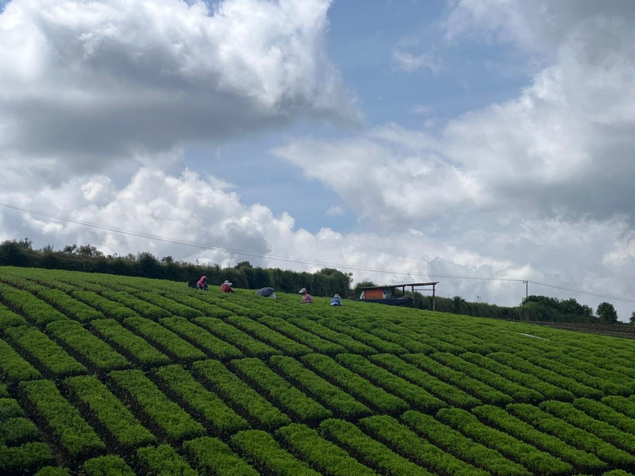 Petani di Desa Tulungrejo pergi ke sawah menggunakan payung. (Zanadia Manik Fatimah)