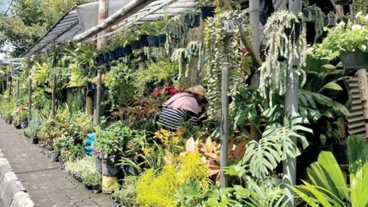 SEPI: Deretan penjual bunga taman di kawasan Jalan Bukit Berbunga, Desa Sidomulyo, Kecamatan Batu beberapa hari lalu. (ZANADIA MANIK FATIMAH/RADAR BATU)

