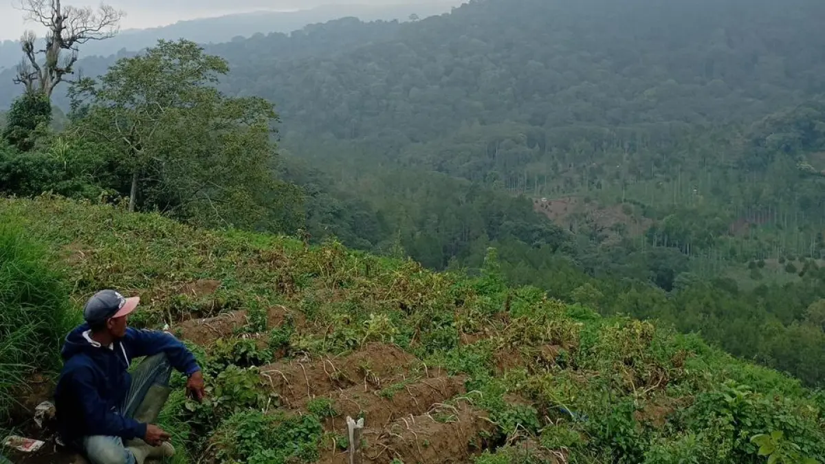DIHANTUI JAMUR: Salah seorang petani asal Desa Sumberbrantas, Kecamatan Bumiaji, baru selesai memberikan obat pada tanaman kentang saat cuaca ekstrem beberapa waktu lalu. ZANADIA MANIK FATIMAH/RADAR BATU
