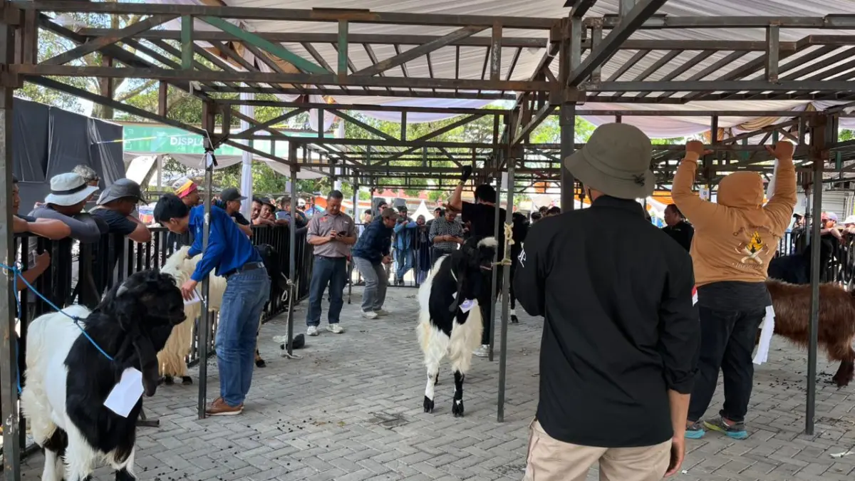 DISASAR VAKSIN PMK: Beberapa ekor kambing dilihat fisik dan kesehatannya dalam kontes kambing serta domba yang digelar Distan-KP Kota Batu beberapa waktu lalu. ZANADIA MANIK FATIMAH/RADAR BATU 