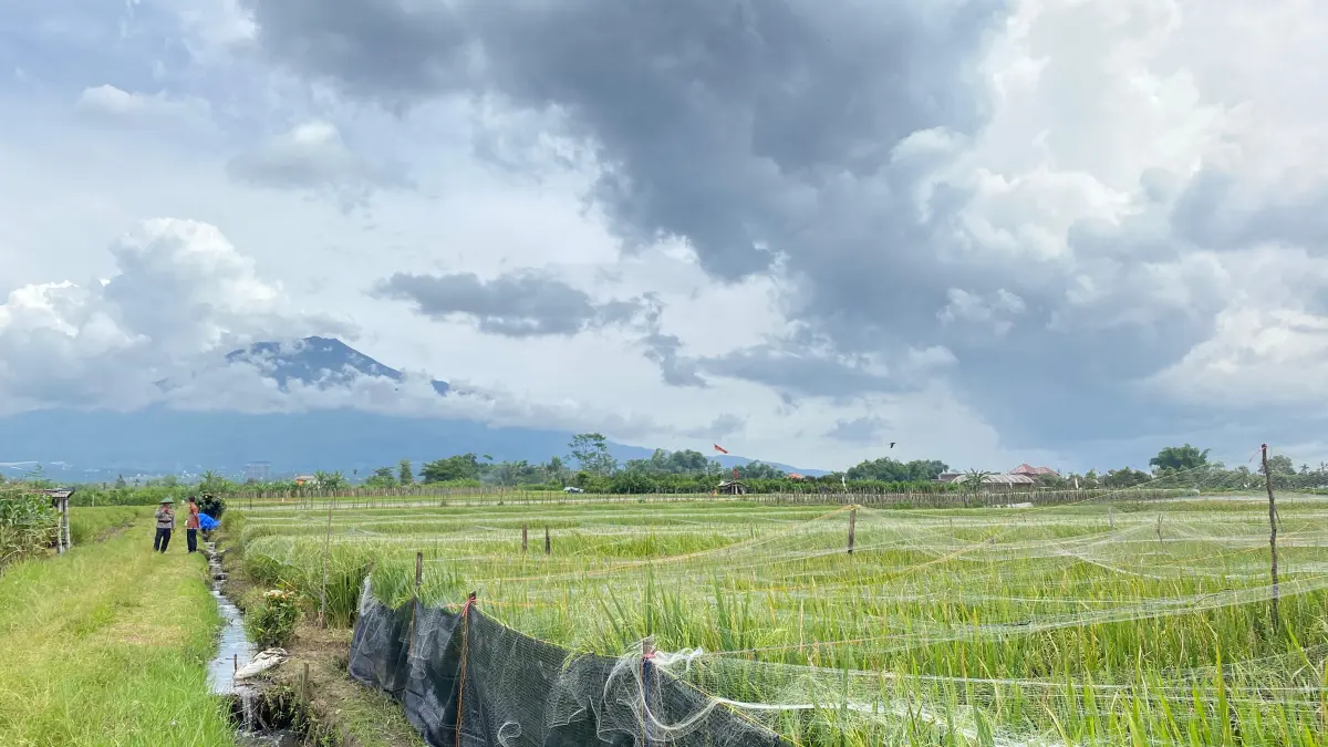 ASRI: Salah satu lahan Pertanian di Kota Batu.