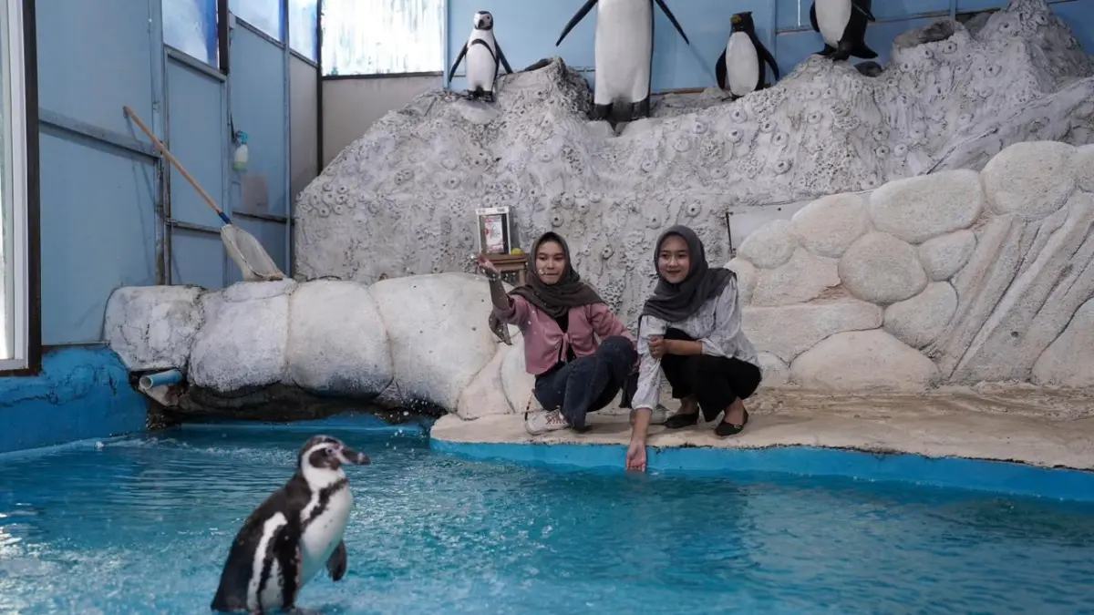 Beberapa wisatawan sedang menikmati interaksi bersama Penguin Humboldt di Eco Active Park. (JAWA TIMUR PARK GROUP FOR RADAR BATU)