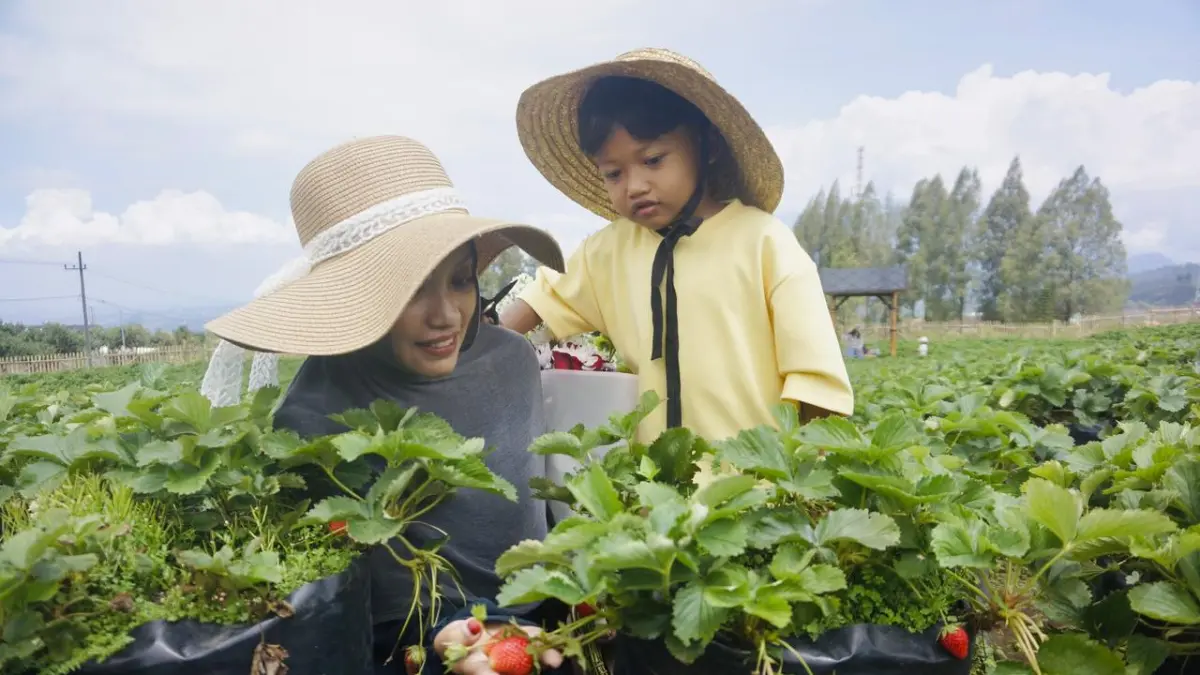 AGROWISATA: Salah seorang wisatawan menikmati petik stroberi di kawasan Desa Tulungrejo, Kecamatan Bumiaji kemarin (2/4).