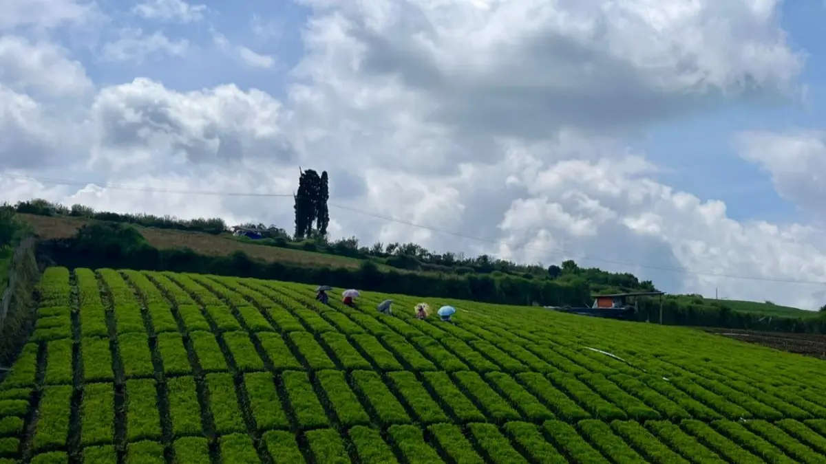 BERAKTIVITAS: Para pekerja sektor pertanian di Desa Sumberbrantas kompak membersihkan rumput di sekitar tanaman kentang beberapa waktu lalu. ZANADIA MANIK FATIMAH/RADAR BATU 