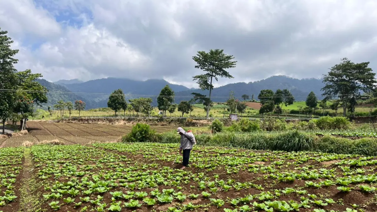 DISEMPROT: Salah seorang petani di Desa Sumberbrantas, Kecamatan Bumiaji menyemprotkan pestisida di lahan miliknya beberapa waktu lalu.