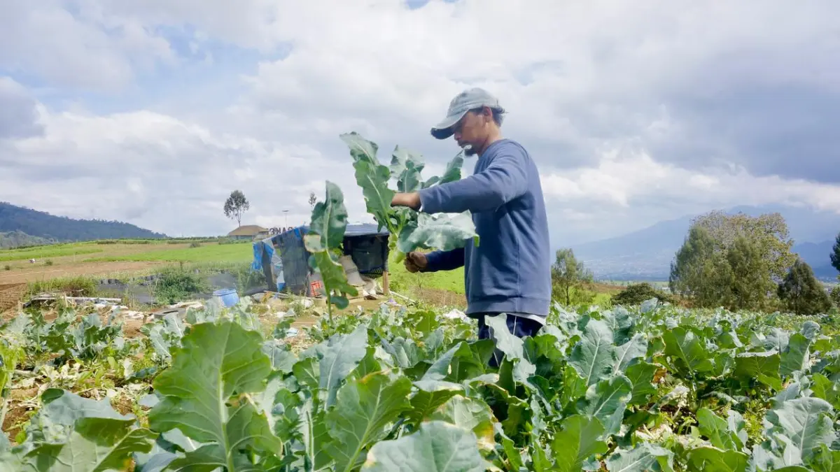 BERLADANG: Seorang petani tengah memanen brokoli beberapa waktu lalu.