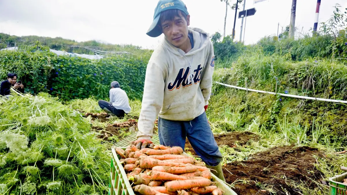 HASIL PANEN: Seorang petani sayur memperlihatkan hasil panen wortelnya