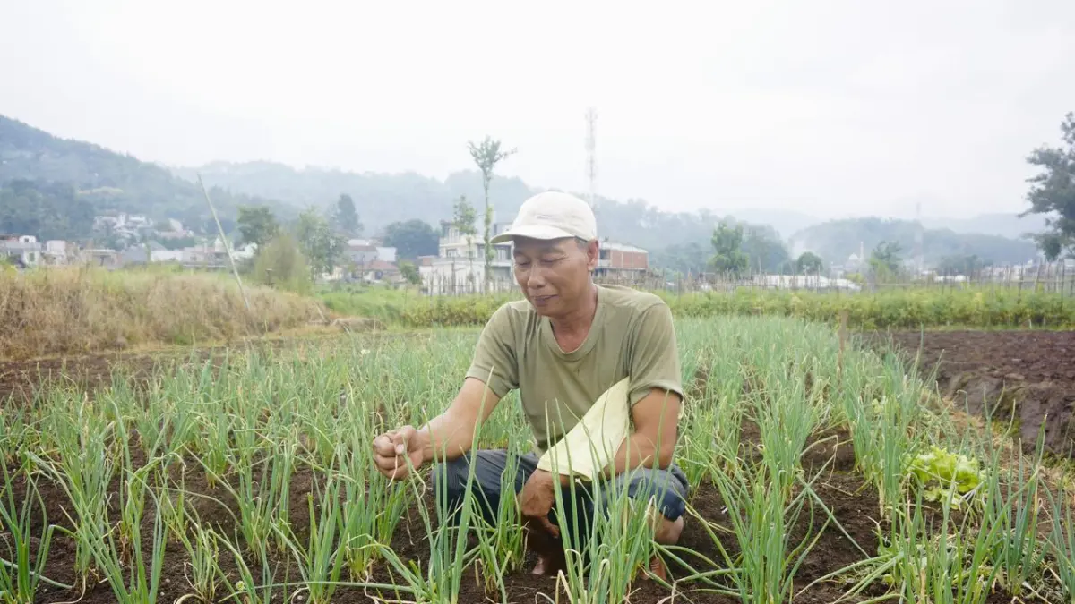 PANEN SUSUT: Samsul Hadi, salah seorang petani bawang prei menunjukkan kondisi tanaman di lahannya di Desa Sumberejo, Kecamatan Batu pada Senin lalu (6/4).