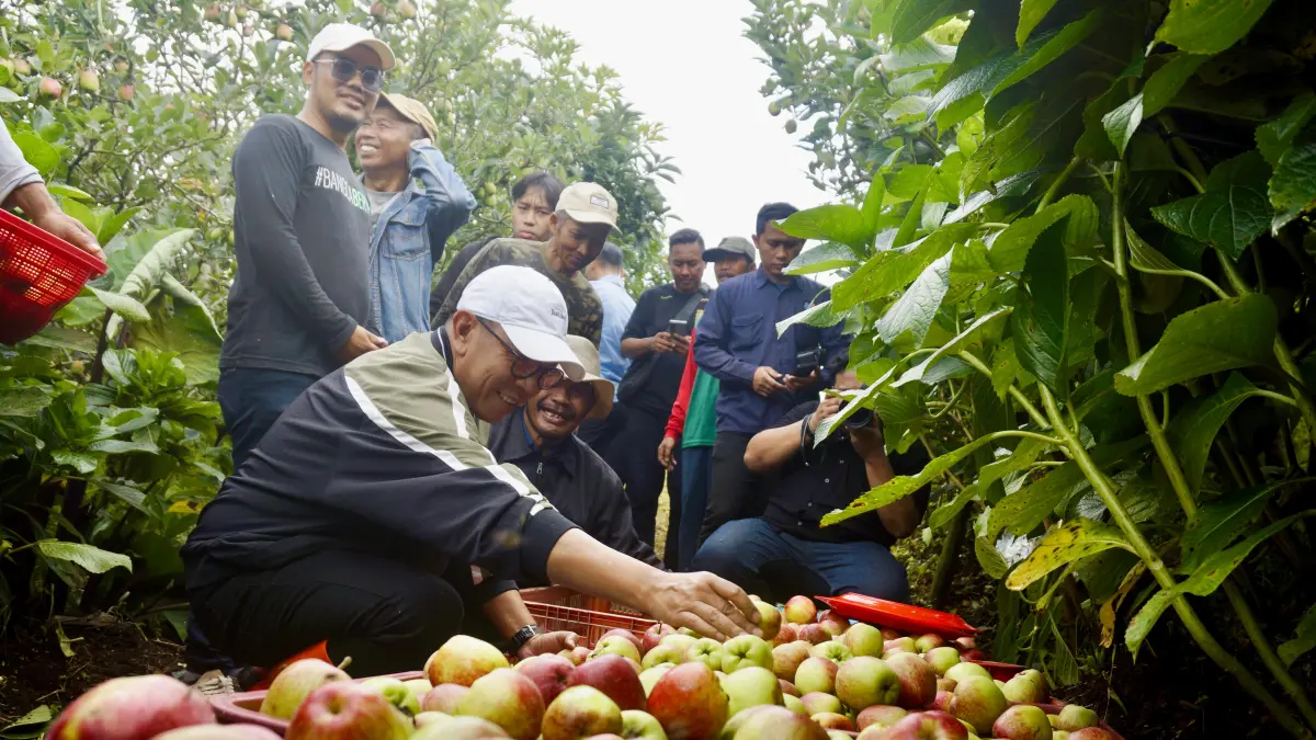 IKONIK: Wali Kota Batu Nurochman dan Wakil Wali Kota Batu Heli Suyanto memanen apel di lahan Dusun Junggo, Desa Tulungrejo, Kecamatan Bumiaji kemarin (9/4).
