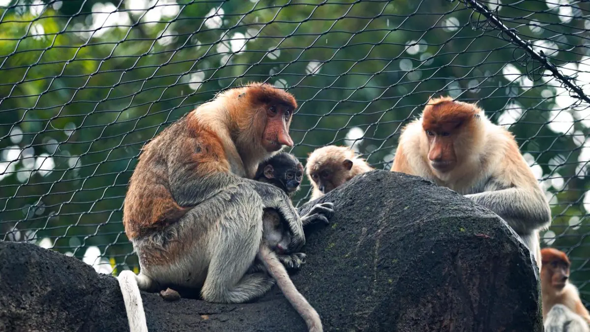 GEMAS: Batu Secret Zoo sambut kelahiran anak Bekantan. 