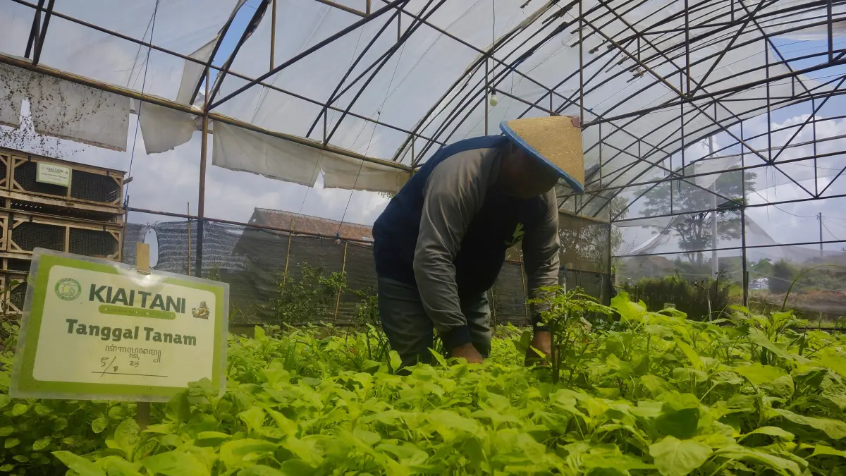 TANAMAN SEHAT: Widjianto, Petani Organik di Desa Giripurno mengecek kondisi sayur bayam hijau kemarin (11/4). RORI DINANDA BESTARI/RADAR BATU
