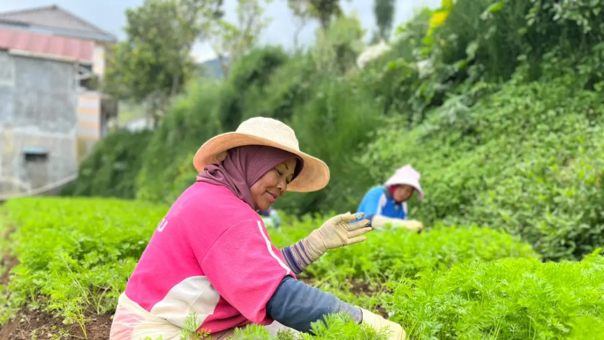 PENUH SEMANGAT: Salah seorang pekerja di sektor pertanian tengah membersihkan rumput diantara tanaman wortel di salah satu lahan pertanian Desa Sumberbrantas, Kecamatan Bumiaji beberapa waktu lalu. ZANADIA MANIK FATIMAH/RADAR BATU 