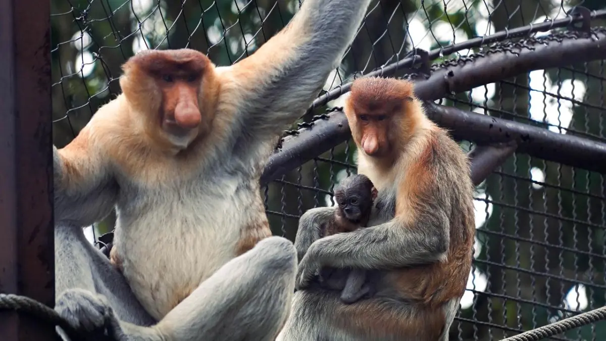 SATWA ENDEMIK: Bayi bekantan yang baru lahir digendong induknya di Batu Secret Zoo beberapa waktu lalu. JAWA TIMUR PARK GROUP FOR RADAR BATU