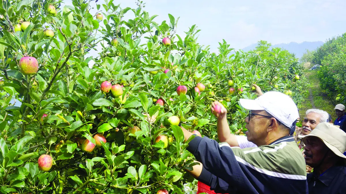Wali Kota Batu Memanen Apel di Kebun Bersama Pemilik Kebun
