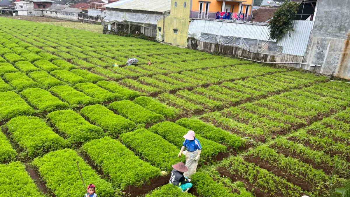 LAHAN PROUKTIF: Sekelompok buruh tani tampak beraktivitas di hamparan lahan wortel Desa Sumberbrantas, Kecamatan Bumiaji beberapa waktu lalu.