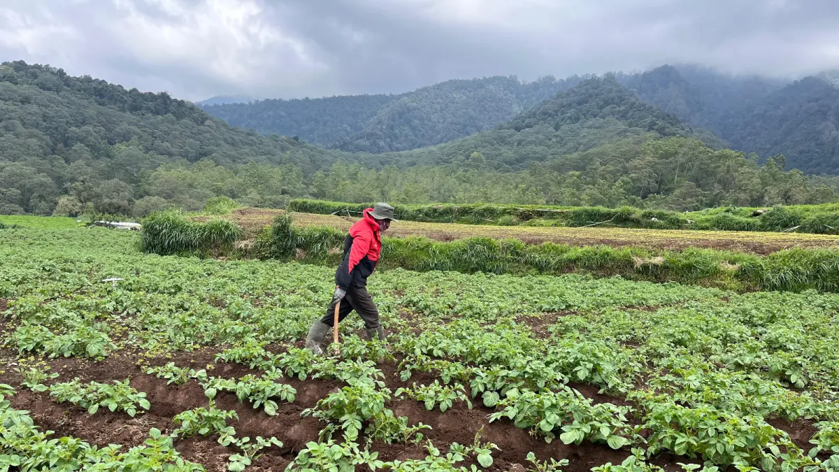 SUBUR: Salah seorang petani asal Desa Sumberbrantas menyiapkan pengairan lahan sawah miliknya beberapa waktu lalu. ZANADIA MANIK FATIMAH/RADAR BATU 