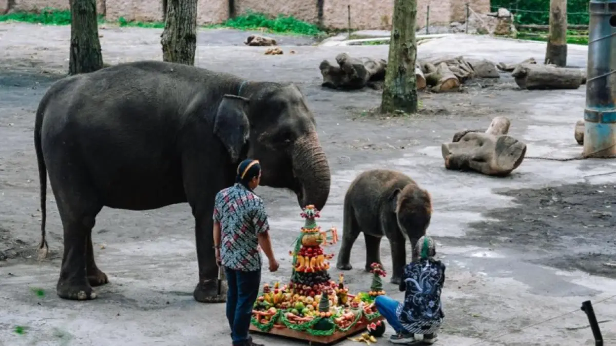 KARTINIAN WITH DIAH: Batu Secret Zoo Rayakan Ulang Tahun Pertama Gajah Diah di Hari Kartini (21/4). Istimewa