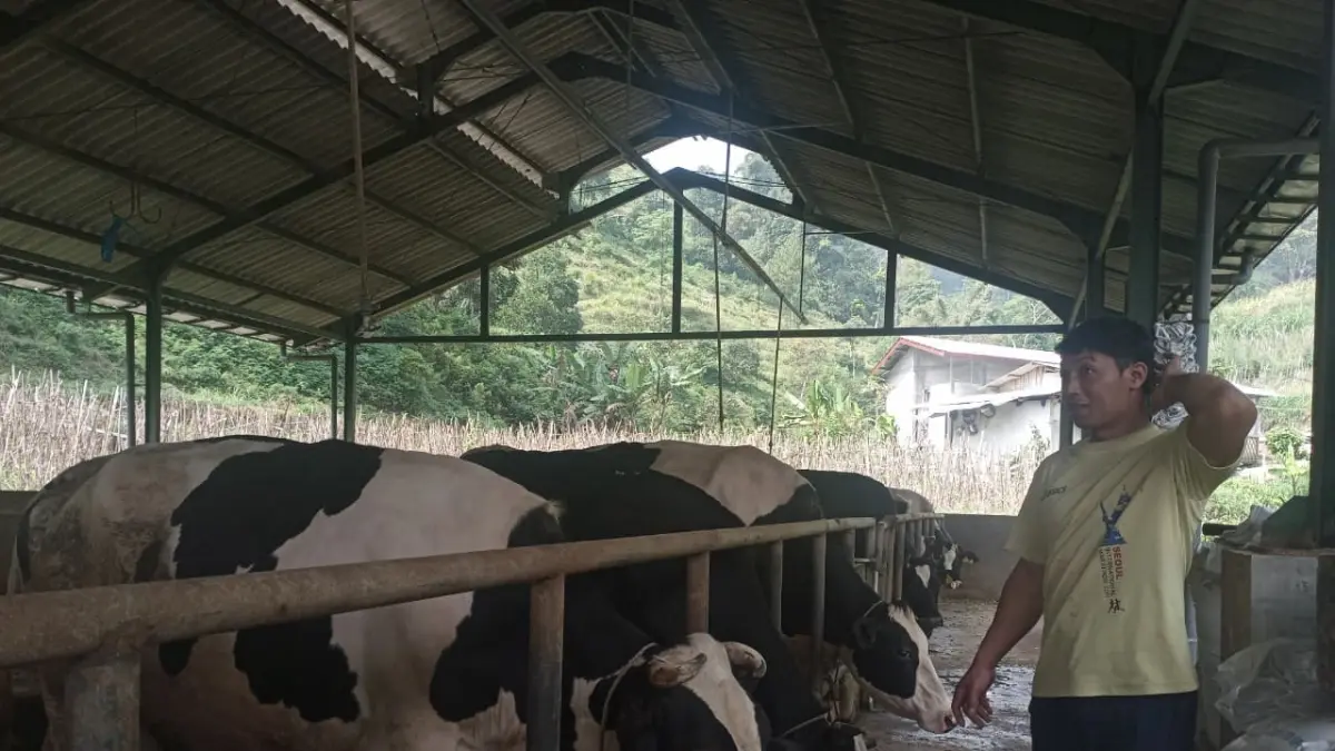 PRODUSEN SUSU MURNI: Salah seorang peternak sapi perah di Dusun Brau, Desa Gunungsari, Kecamatan Bumiaji mengecek kondisi hewan ternak miliknya beberapa waktu lalu. ZANADIA MANIK FATIMAH/RADAR BATU 